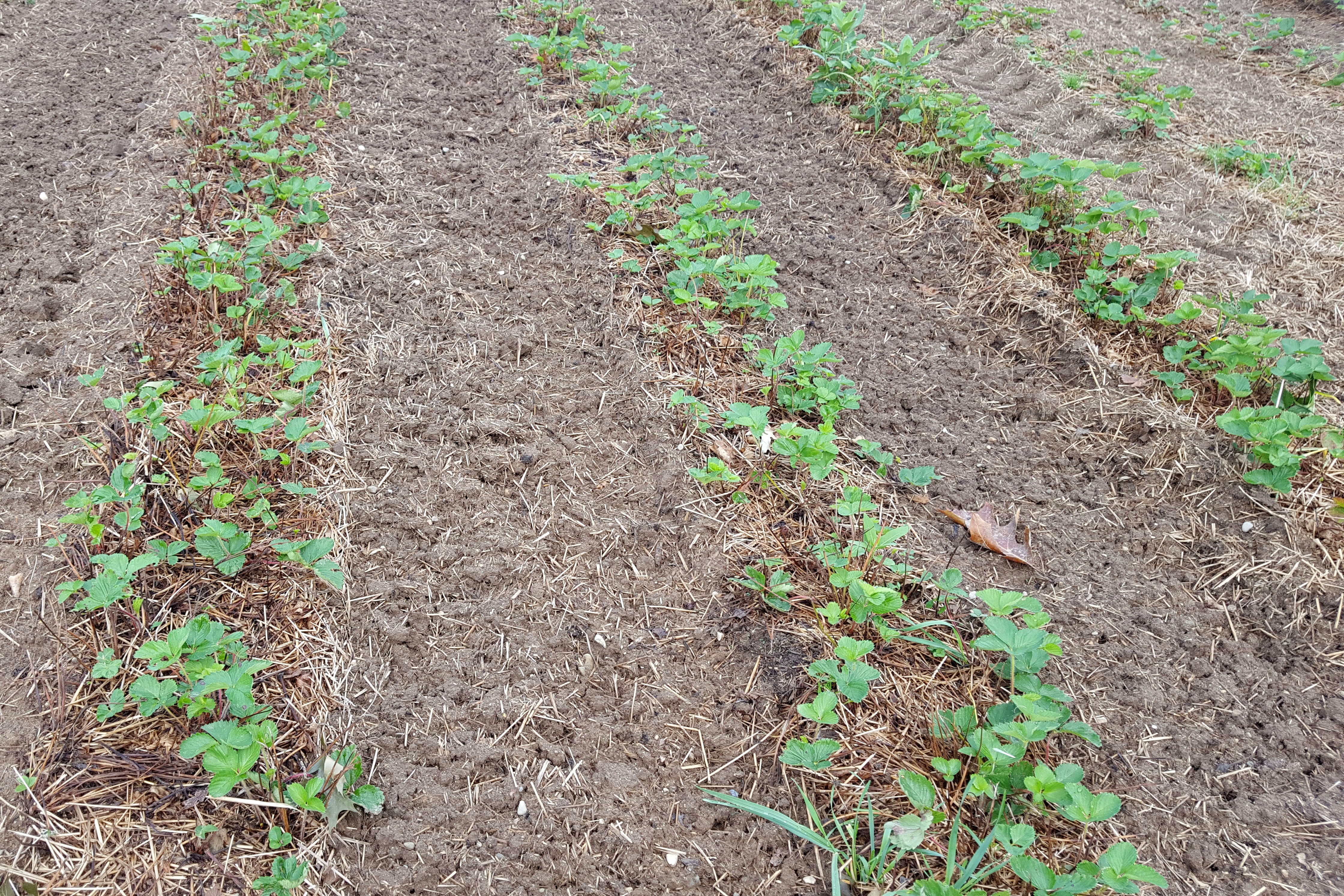 Strawberry field post renovation